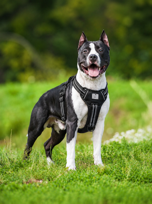 dog and black adjustable no-pull dog harness on a medium dog